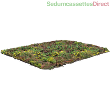 Een standaard sedummat, eenvoudig te plaatsen voor een onderhoudsvriendelijk groen dak.